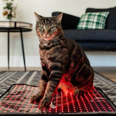 MitoPETS Pad | Red Light Therapy Designed Specifically for Pets