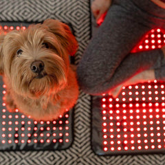 MitoPETS Pad | Red Light Therapy Designed Specifically for Pets