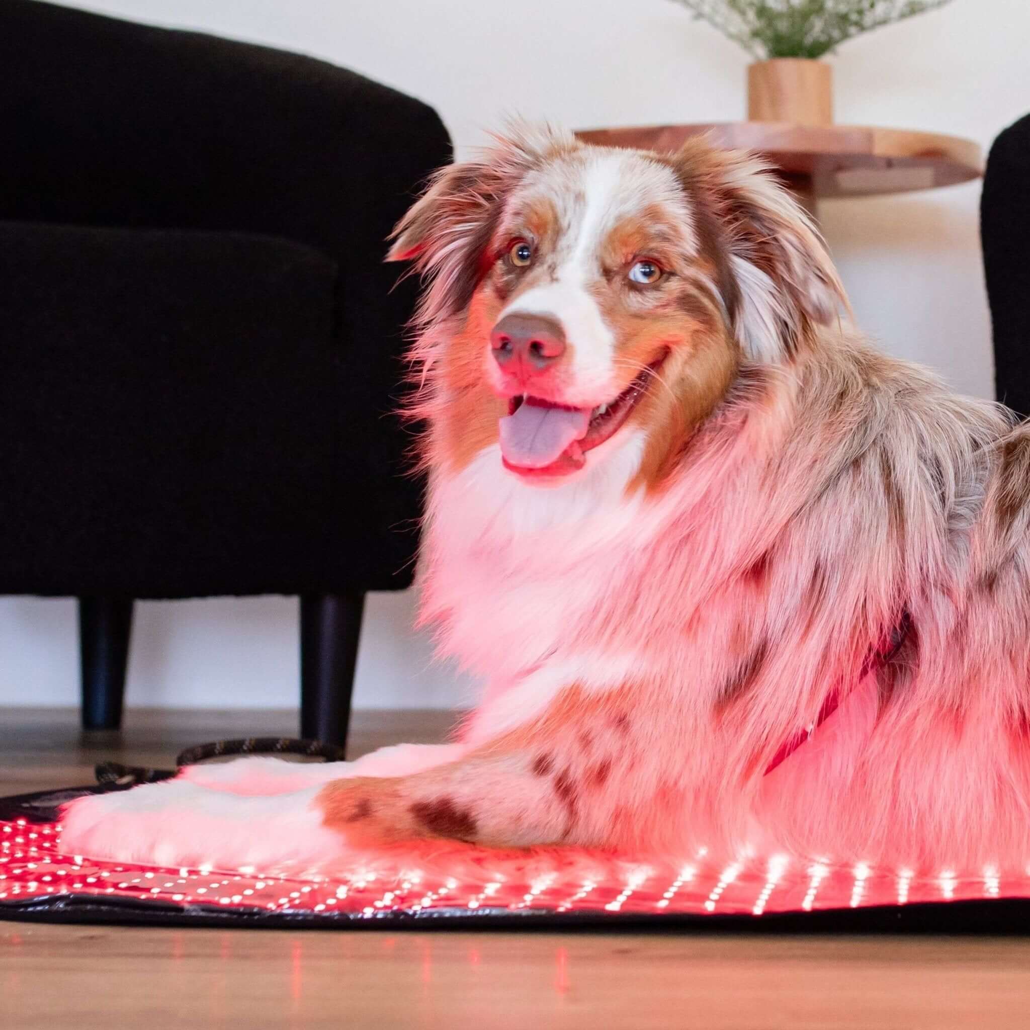 MitoPETS Pad | Red Light Therapy Designed Specifically for Pets