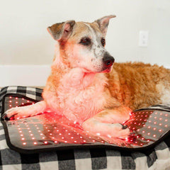 MitoPETS Pad | Red Light Therapy Designed Specifically for Pets