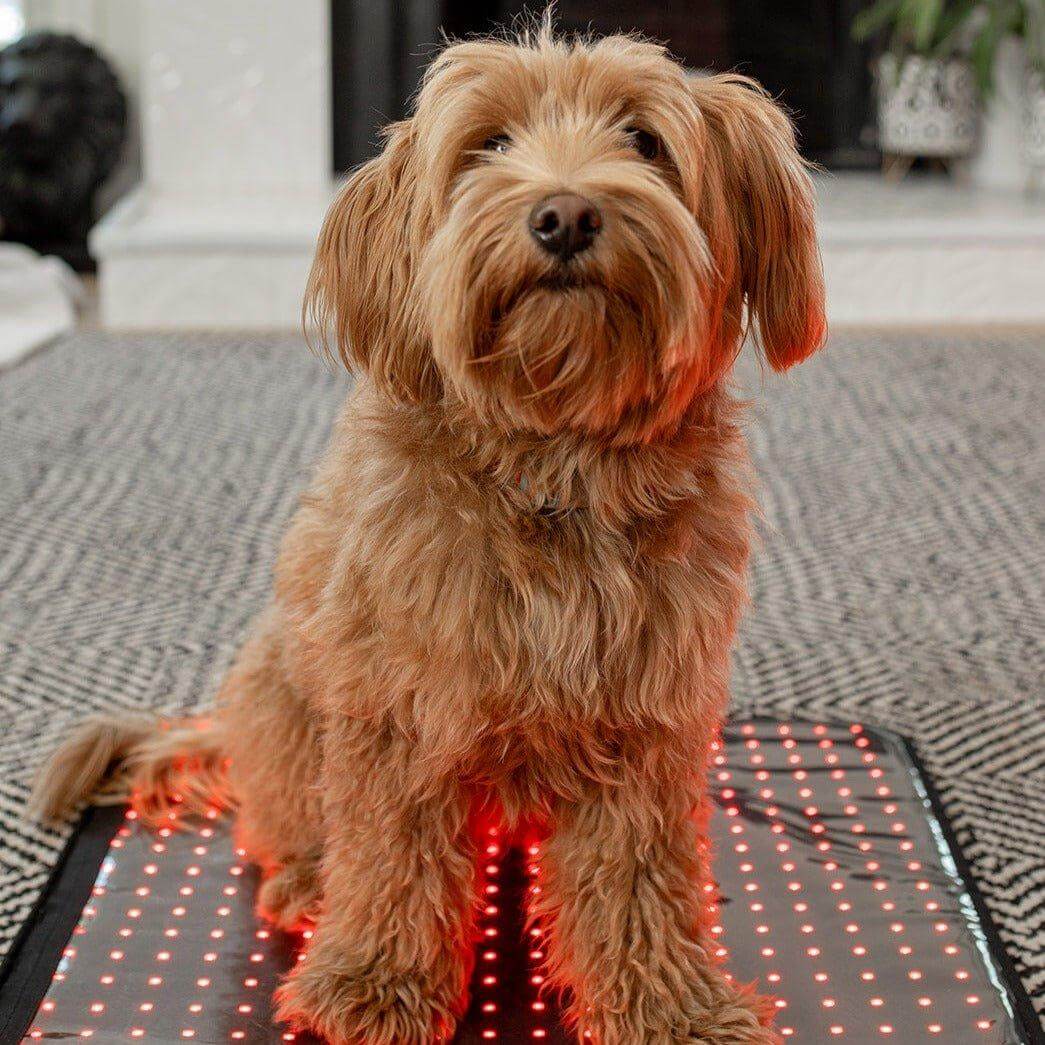 MitoPETS Pad | Red Light Therapy Designed Specifically for Pets