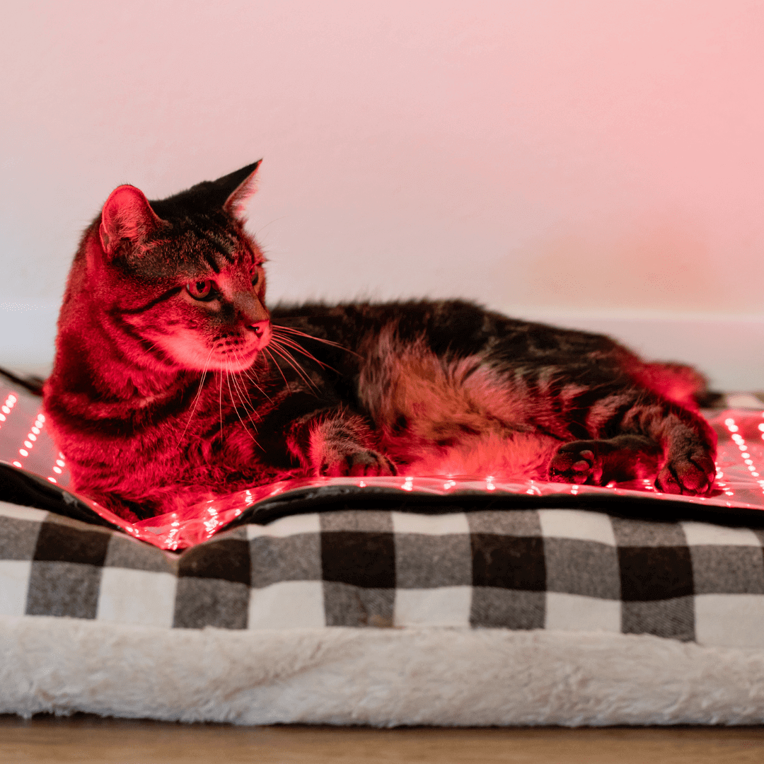 MitoPETS Pad | Red Light Therapy Designed Specifically for Pets