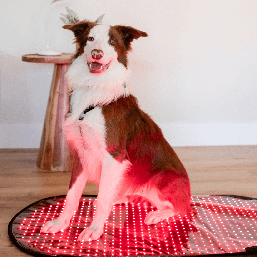 MitoPETS Pad | Red Light Therapy Designed Specifically for Pets